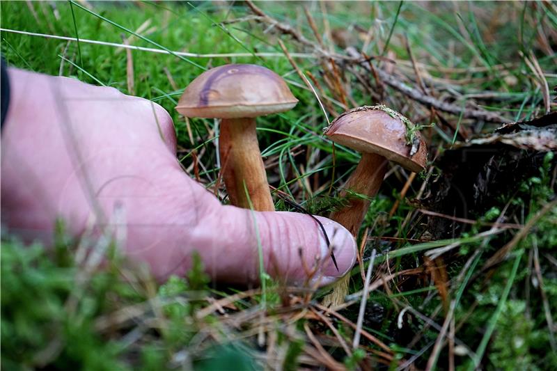 POLAND MUSHROOM HUNTING