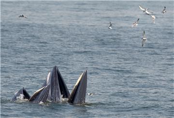 THAILAND ANIMALS WHALES