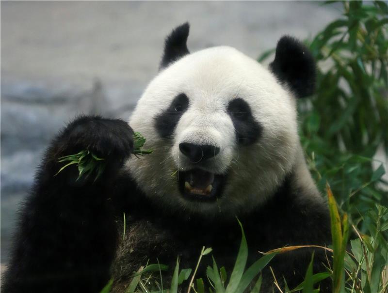 Dugovječni mužjak pande iz japanskoga zoološkog vrta napunio 28 godina 