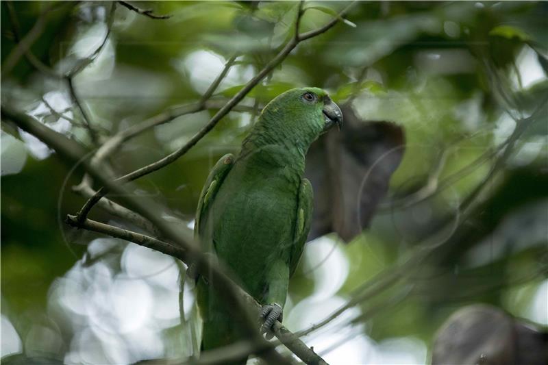 NICARAGUA ANIMALS