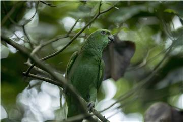 NICARAGUA ANIMALS