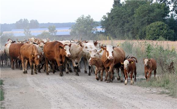 Baby Beef: Govedarstvo "pred zidom" zbog koronakrize