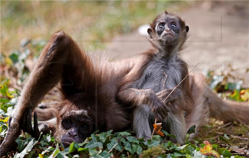 GERMANY ZOO ANIMALS