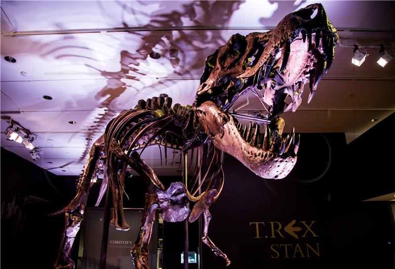 USA T-REX SKELETON AUCTION