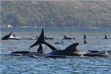 AUSTRALIA STRANDED WHALES IN TASMANIA