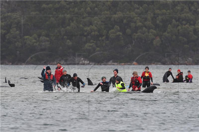 Tasmanija: Australci nastoje spasiti stotine nasukanih kitova pilota iz plićaka 