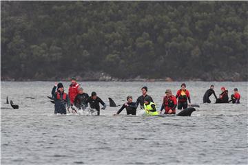 Tasmanija: Australci nastoje spasiti stotine nasukanih kitova pilota iz plićaka 