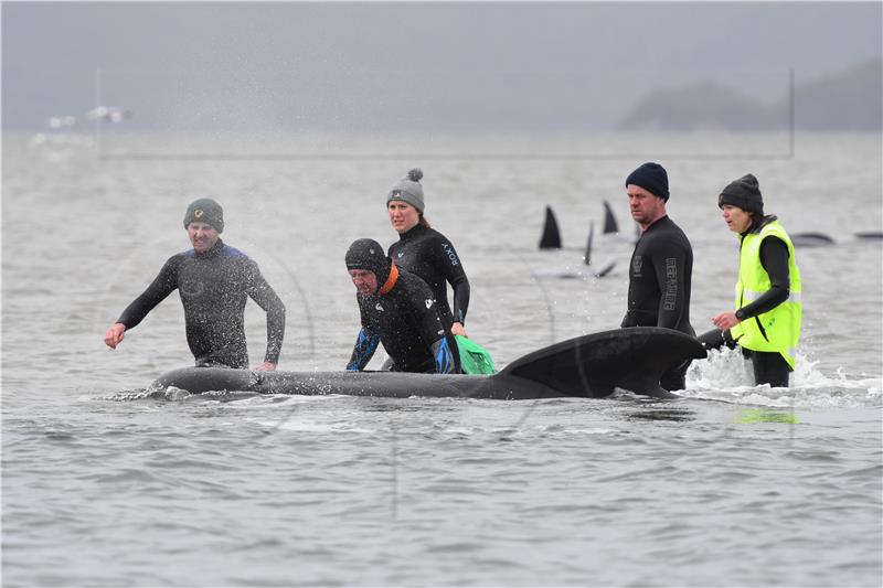 AUSTRALIA ANIMALS WHALES STRANDED