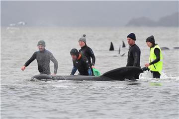 AUSTRALIA ANIMALS WHALES STRANDED