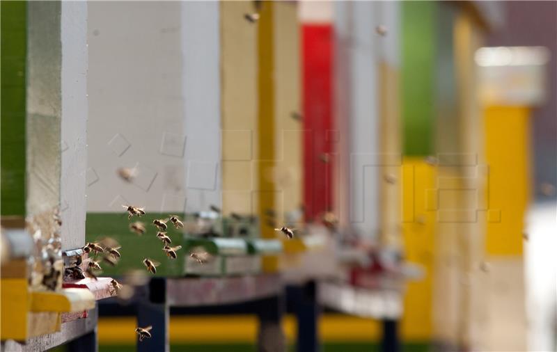 Beekeepers from Herzegovina to start producing bee venom for breast cancer treatment
