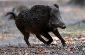 GERMANY ANIMALS DISEASE SWIN FEVER