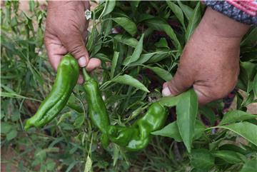 TUNISIA AGRICULTURE BIO ESTATE