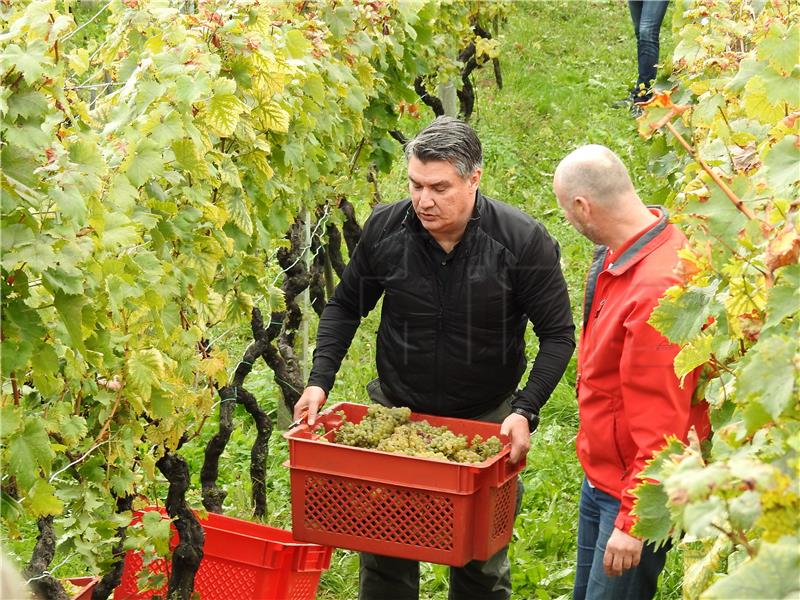 Milanović u Pregradi na manifestaciji "Branje grojzdja"