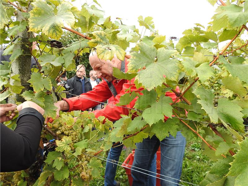 Pregrada: Milanović na manifestaciji „Branje grojzdja” 