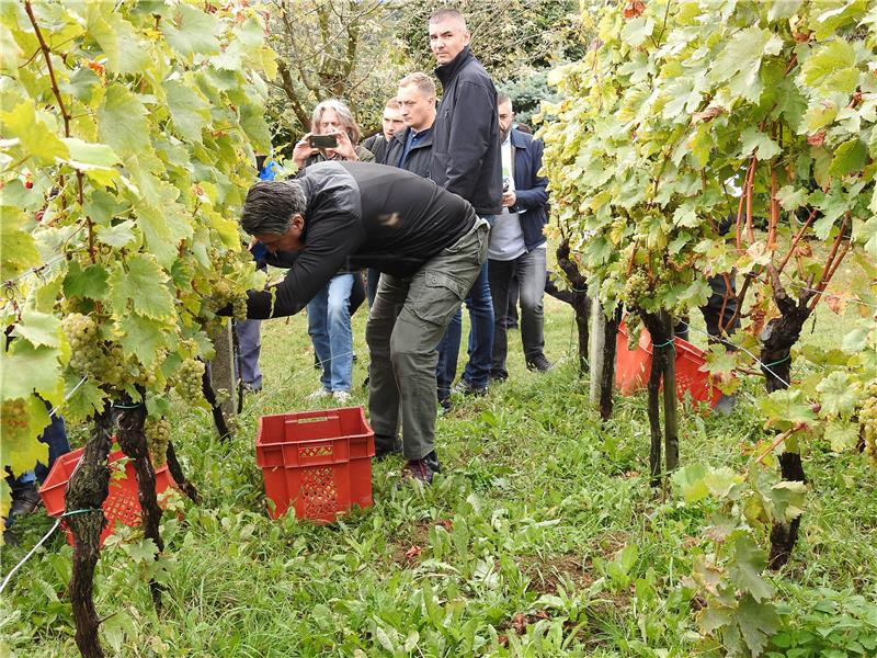 Pregrada: Milanović na manifestaciji „Branje grojzdja” 