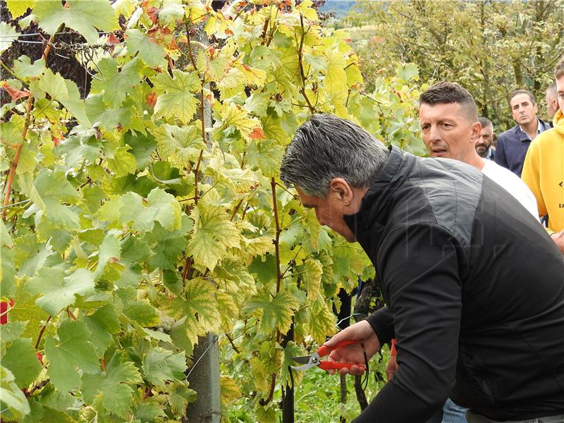 Pregrada: Milanović na manifestaciji „Branje grojzdja” 