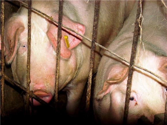 EFSA launches ‘Stop African swine fever’ campaign in S-E Europe