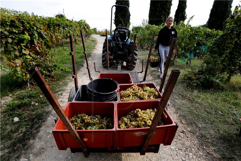 FRANCE GRAPE HARVEST