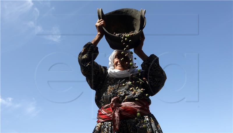 MIDEAST PALESTINIANS PHOTO SET AGRICULTURE OLIVE OIL