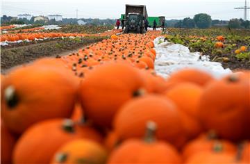 GERMANY AGRICULTURE PUMPKIN HARVEST