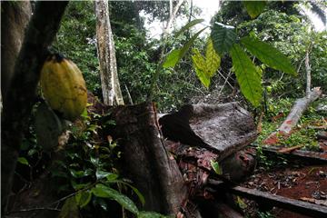 IVORY COAST DEFORESTATION