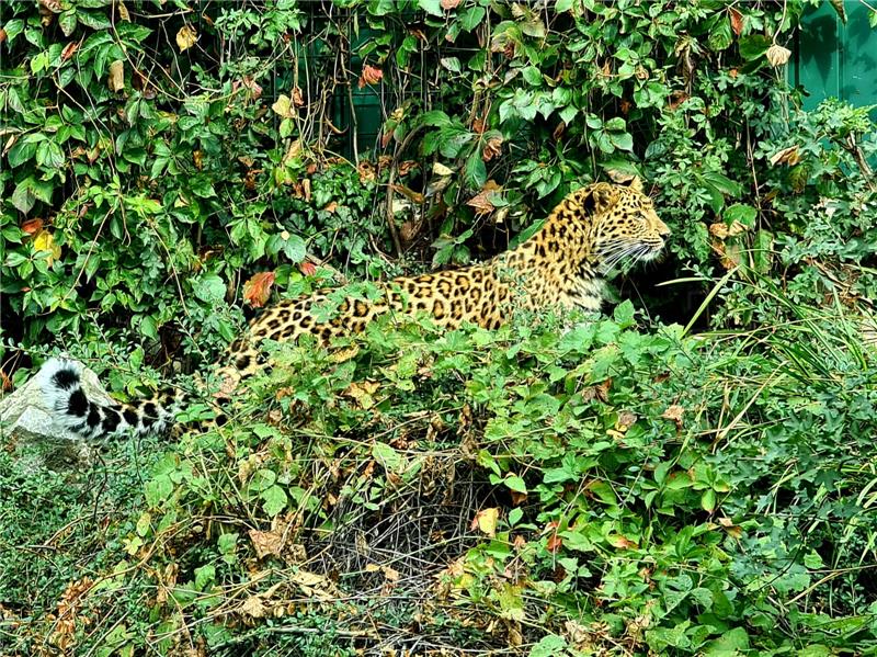 U zagrebački ZOO stigla kineska leopardica