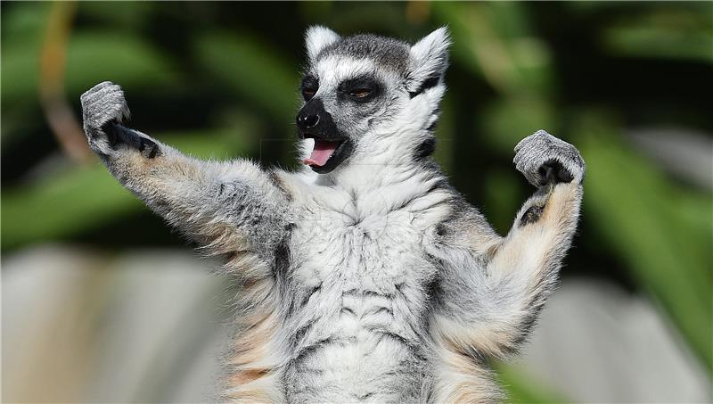 Petogodišnjak pronašao lemura nestalog iz zoološkog u San Franciscu