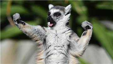 Petogodišnjak pronašao lemura nestalog iz zoološkog u San Franciscu