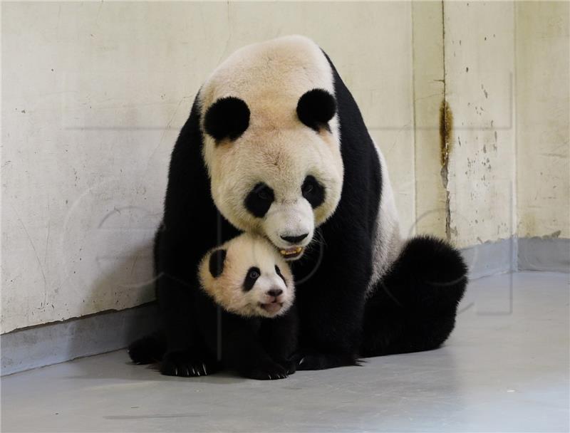 TAIWAN BABY PANDA