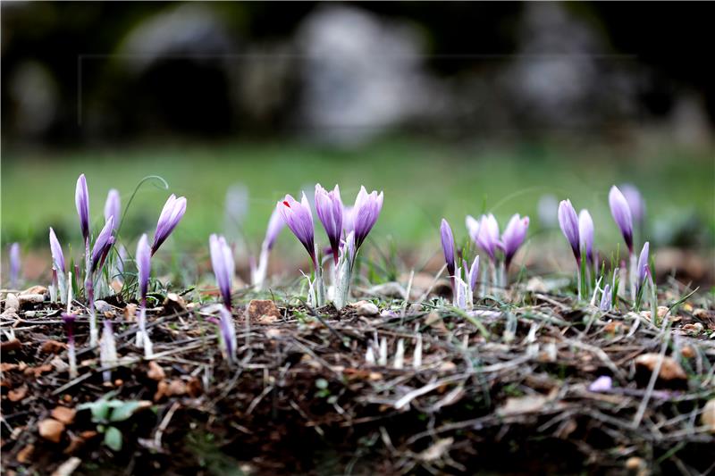 FRANCE AGRICULTURE SAFFRON