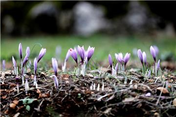 FRANCE AGRICULTURE SAFFRON