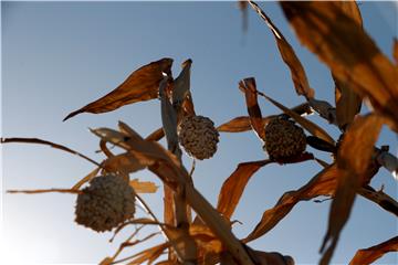 YEMEN SORGHUM HARVEST