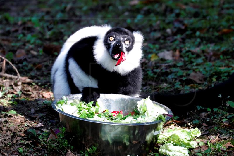 Zagreb: ZOO poziva građane da upoznaju lemure