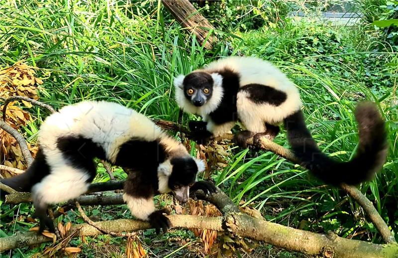 Zagreb: ZOO poziva građane da upoznaju lemure