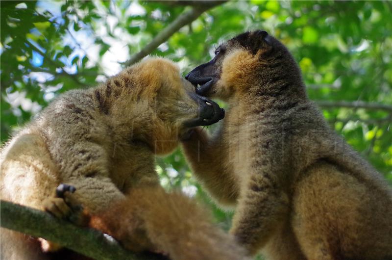 Zagreb: ZOO poziva građane da upoznaju lemure