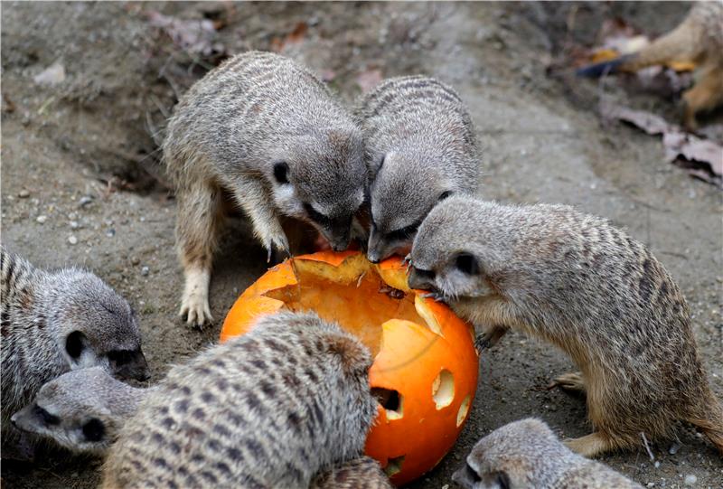 CROATIA ANIMALS