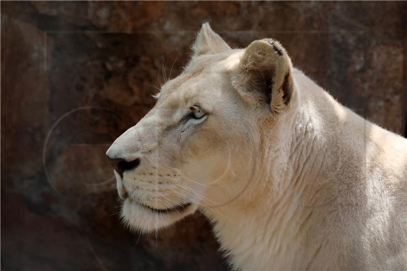 Prijatelji životinja prijavili ZOO u Osijeku zbog patnje lavice