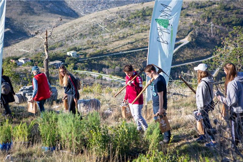 Volunteers plant 3,000 tree seedlings in wildfire-affected area in Dalmatia