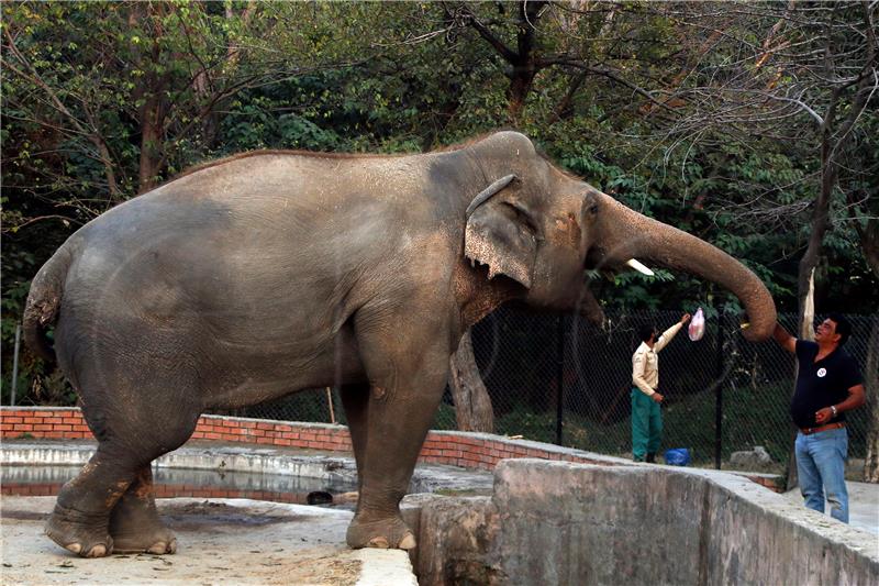 PAKISTAN ANIMALS ZOO ELEPHANT KAAVAN