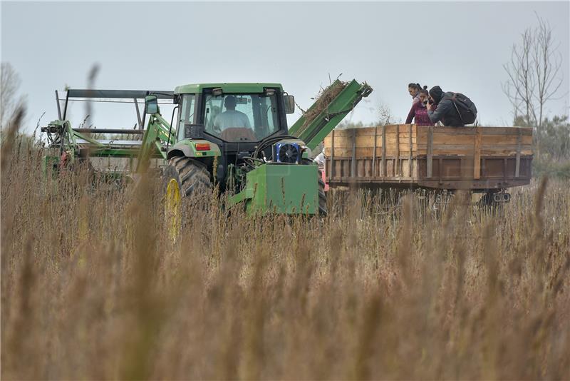 Prva žetva industrijske konoplje u Zadarskoj županiji