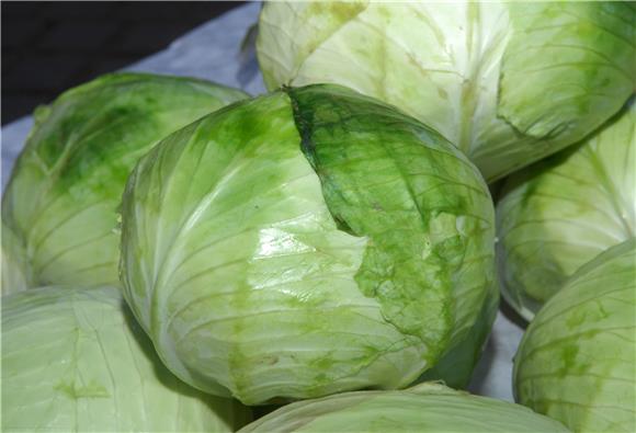 Cabbage production stable in Croatia