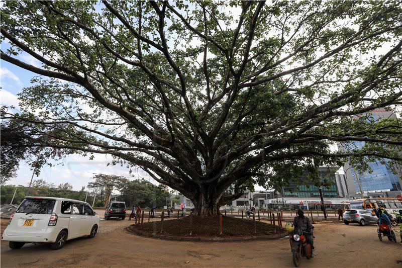 KENYA FIG TREE SALVATION