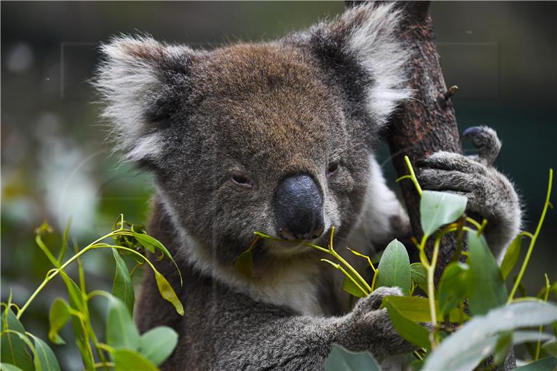 AUSTRALIA ANIMALS KOALAS