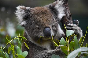 AUSTRALIA ANIMALS KOALAS