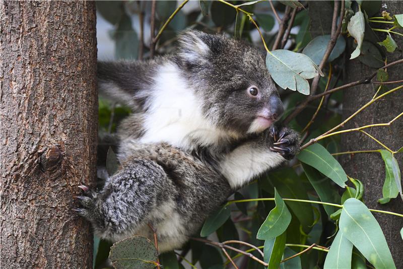 AUSTRALIA ANIMALS KOALAS