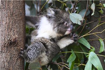 AUSTRALIA ANIMALS KOALAS