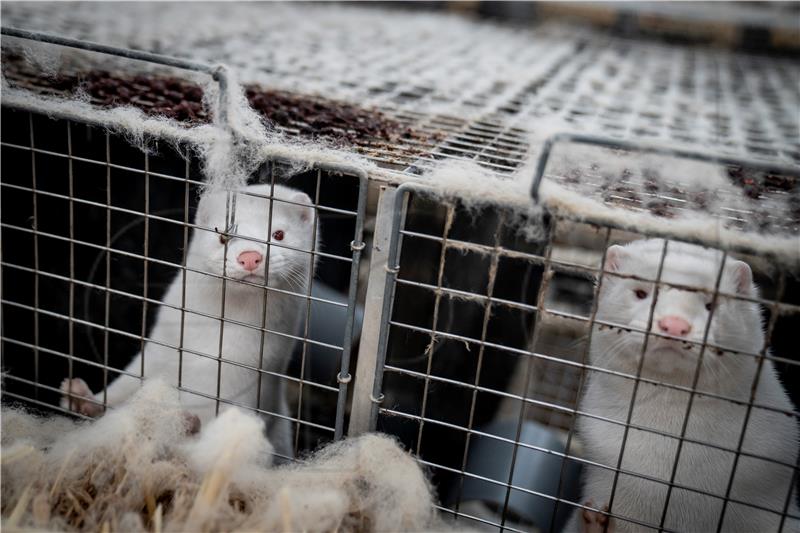 Koronavirus pronađen i na farmi nerčeva u Poljskoj