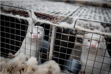 Koronavirus pronađen i na farmi nerčeva u Poljskoj