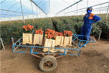 KENYA FLOWER MARKET