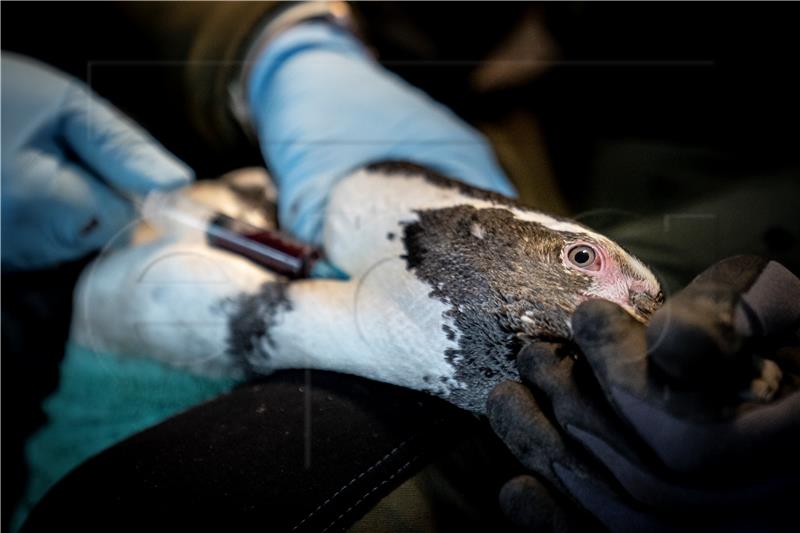 DENMARK ZOO BIRD FLU VACCINE